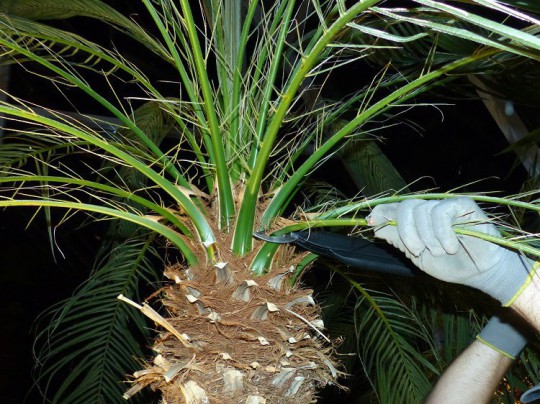 Palmenpflege